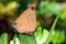 Slate flash Rapala manea Female butterfly