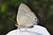 Slate flash Rapala manea Female butterfly.