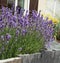 Slate panels at the edge of a lavender flowerbed