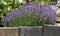 Slate panels at the edge of a lavender flowerbed