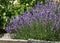 Slate panels at the edge of a lavender flowerbed