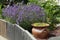 Slate panels at the edge of a lavender flowerbed