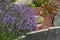 Slate panels at the edge of a lavender flowerbed