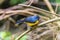 A Slate throated redstart on a branch in the cloud forest in Monteverde, Costa Rica