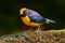 Slate-throated Redstart, Myioborus miniatus, beautiful bird from tropic Costa Rica. Tanager in the nature habitat. Wildlife scene