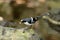 Slaty-backed forktail