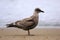Slaty-backed gull in Japan