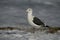 Slaty-backed gull, Larus schistisagus