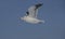 Slaty-backed gull, Larus schistisagus