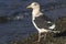 Slaty-backed Gull in winter plumage standing on the shore of the