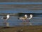 Slaty-backed Gulls 2