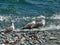 Slaty-backed Gulls 9