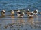 Slaty-backed Gulls (Larus schistisagus)