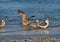 Slaty-backed Gulls (Larus schistisagus)