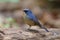 Slaty-blue Flycatcher Ficedula tricolor Beautiful Male Birds of Thailand