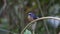 Slaty-blue Flycatcher Ficedula tricolor Male Cute Birds of Thailand