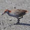 Slaty-breasted Rail