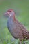 slaty-breasted rail or crake (gallirallus striatus