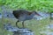 Slaty-breasted Rail, exotic stipe brown head, red beaks and grey breast bird standing on muddy pond eating worm meal in rice