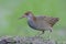 slaty-breasted rail with fine red eyes, head, bills and grey breast perching on ground in its habitation of