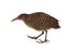 Slaty-breasted Rail ( Gallirallus striatus )