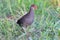 Slaty-breasted Rail Gallirallus striatus Beautiful Birds of Thailand