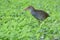 Slaty-breasted Rail gallirallus striatus grey breast bird with camouflage wings, brown head and pink bills standing