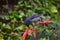 Slaty Flowerpiercer Diglossa plumbea