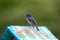 Slaty Flowerpiercer (Diglossa plumbea