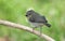 Slaty Flowerpiercer (Diglossa plumbea) , Panama