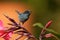 Slaty flowerpiercer - Diglossa plumbea  passerine bird endemic to the highlands of Costa Rica and western Panama, feeding on