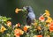 Slaty Flowerpiercer Diglossa plumbeaPANAMA