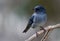 An slaty flowerpiercer photographed in Costa Rica