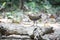 Slaty - legged Crake