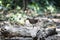 Slaty - legged Crake