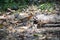 Slaty - legged Crake