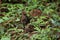 Slaty Legged Crake, Rallina eurizonoides, Ganeshgudi Karnataka