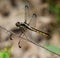 Slaty Skimmer Dragonfly