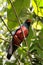 Slaty-tailed trogon perching on a branch in Corcovado national park, Costa Rica