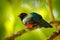 Slaty-tailed trogon, Trogon massena, beautiful bird from Corcovado NP, Costa Rica. Bird in the green tropical forest. Birdwatching