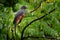 Slaty-tailed Trogon - Trogon massena female, near passerine gray grey and red bird in the green tree, trogon family Trogonidae,