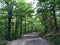 Slavonian forest on the slopes of the Pozega Basin