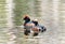 Slavonian grebe (Podiceps auritus