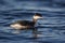 Slavonian grebe, Podiceps auritus