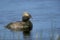 Slavonian or horned grebe, Podiceps auritus