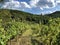 Slavonian vineyards on the slopes of the Pozega Basin