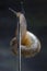 Sleazy Snail as a Pole Dancer
