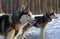 Sled dog breed Siberian Husky