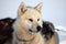 Sled dog on the pack ice of East Greenland