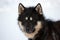 Sled dog on the pack ice of East Greenland